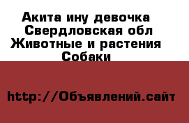 Акита ину девочка - Свердловская обл. Животные и растения » Собаки   